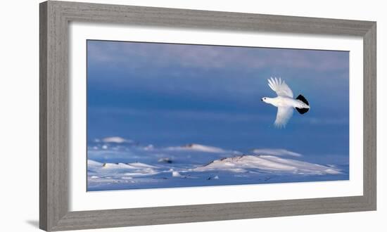 Willow grouse winter plumage, in flight, Finland-Markus Varesvuo-Framed Photographic Print