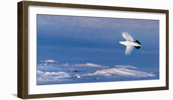 Willow grouse winter plumage, in flight, Finland-Markus Varesvuo-Framed Photographic Print