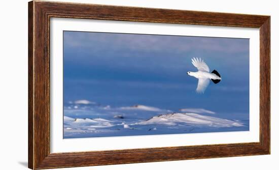 Willow grouse winter plumage, in flight, Finland-Markus Varesvuo-Framed Photographic Print