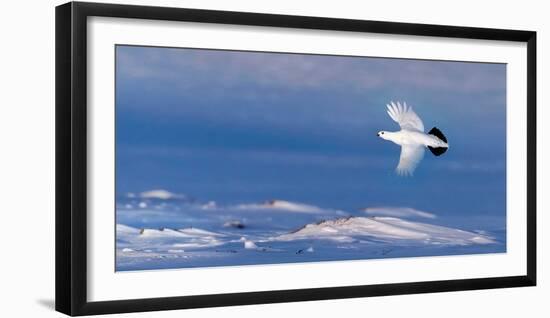 Willow grouse winter plumage, in flight, Finland-Markus Varesvuo-Framed Photographic Print