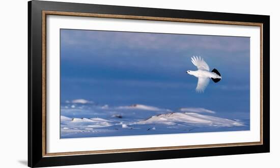 Willow grouse winter plumage, in flight, Finland-Markus Varesvuo-Framed Photographic Print