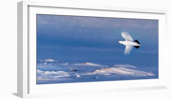 Willow grouse winter plumage, in flight, Finland-Markus Varesvuo-Framed Photographic Print