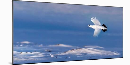 Willow grouse winter plumage, in flight, Finland-Markus Varesvuo-Mounted Photographic Print