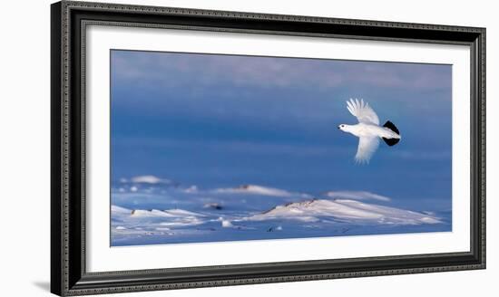 Willow grouse winter plumage, in flight, Finland-Markus Varesvuo-Framed Photographic Print