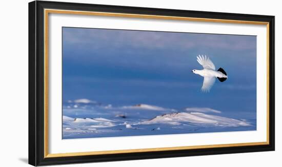 Willow grouse winter plumage, in flight, Finland-Markus Varesvuo-Framed Photographic Print