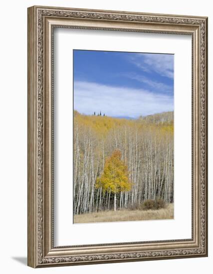 Willow Heights, United Park City Mines Company, Easement, Utah-Howie Garber-Framed Photographic Print