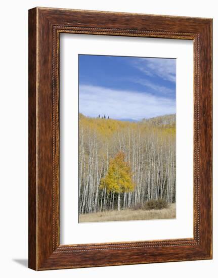 Willow Heights, United Park City Mines Company, Easement, Utah-Howie Garber-Framed Photographic Print