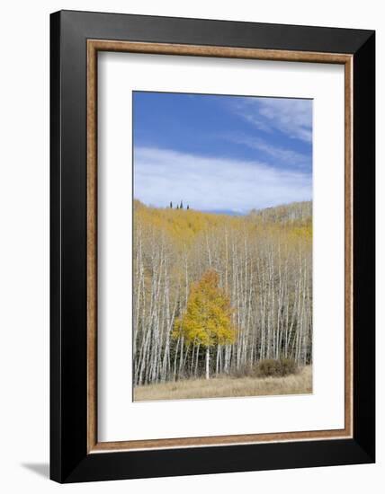 Willow Heights, United Park City Mines Company, Easement, Utah-Howie Garber-Framed Photographic Print