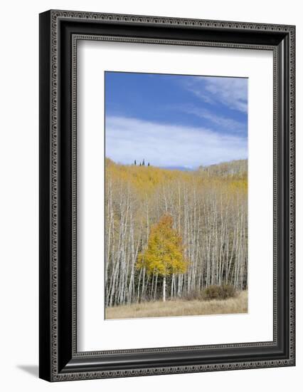 Willow Heights, United Park City Mines Company, Easement, Utah-Howie Garber-Framed Photographic Print