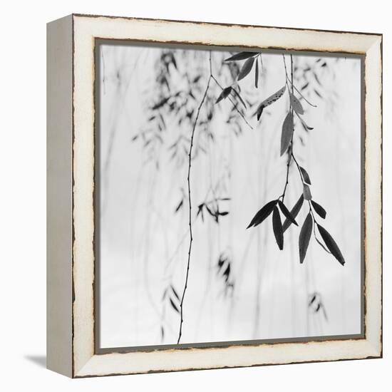 Willow Print No. 3-Nicholas Bell-Framed Stretched Canvas