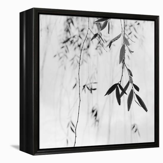 Willow Print No. 3-Nicholas Bell-Framed Stretched Canvas