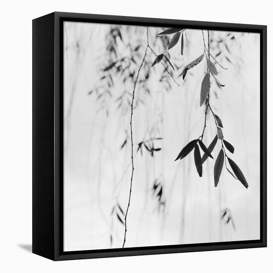 Willow Print No. 3-Nicholas Bell-Framed Stretched Canvas