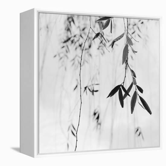 Willow Print No. 3-Nicholas Bell-Framed Stretched Canvas