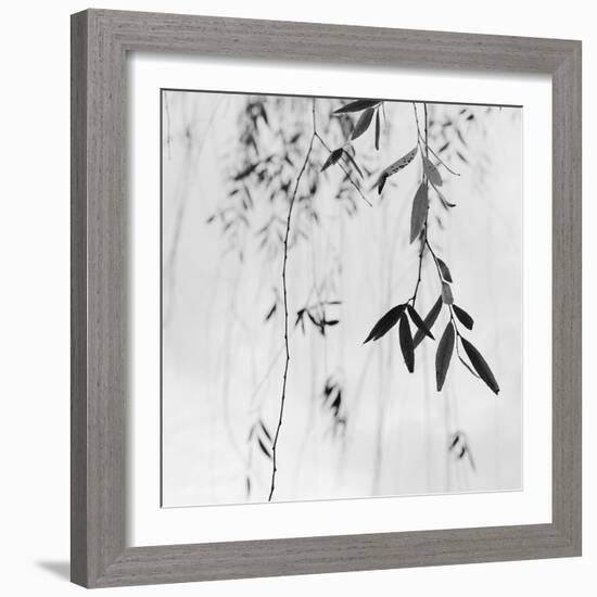 Willow Print No. 3-Nicholas Bell-Framed Photographic Print