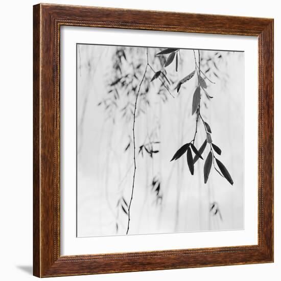 Willow Print No. 3-Nicholas Bell-Framed Photographic Print