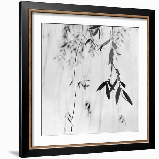 Willow Print No. 3-Nicholas Bell-Framed Photographic Print