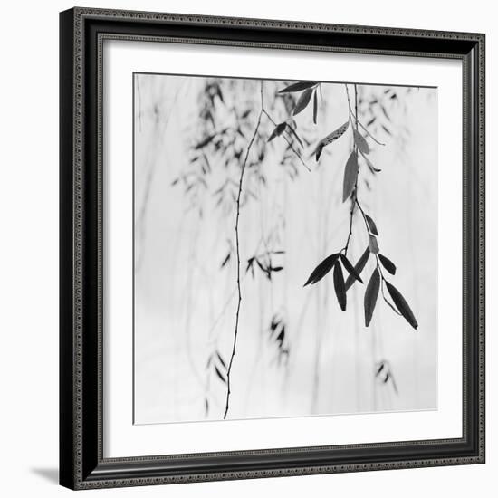 Willow Print No. 3-Nicholas Bell-Framed Photographic Print