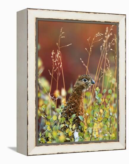 Willow Ptarmigan Amongst Tundra, Denali National Park, Alaska, USA-Hugh Rose-Framed Premier Image Canvas