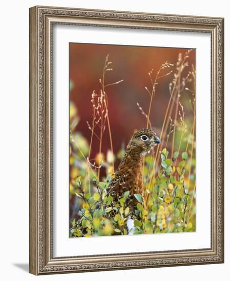 Willow Ptarmigan Amongst Tundra, Denali National Park, Alaska, USA-Hugh Rose-Framed Photographic Print