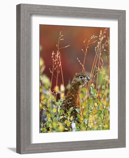 Willow Ptarmigan Amongst Tundra, Denali National Park, Alaska, USA-Hugh Rose-Framed Photographic Print