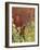 Willow Ptarmigan Amongst Tundra, Denali National Park, Alaska, USA-Hugh Rose-Framed Photographic Print