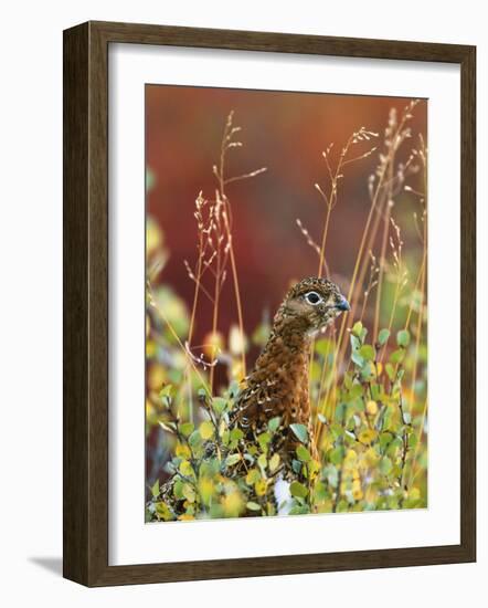 Willow Ptarmigan Amongst Tundra, Denali National Park, Alaska, USA-Hugh Rose-Framed Photographic Print