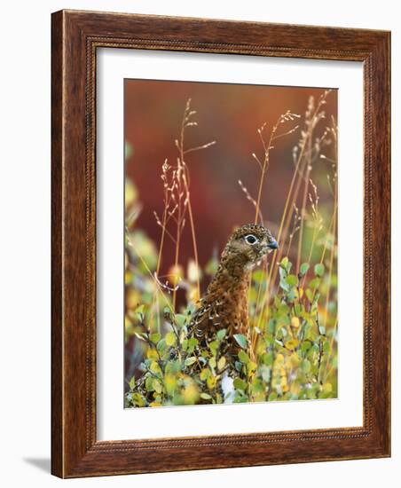 Willow Ptarmigan Amongst Tundra, Denali National Park, Alaska, USA-Hugh Rose-Framed Photographic Print