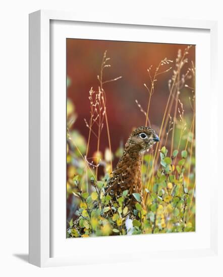 Willow Ptarmigan Amongst Tundra, Denali National Park, Alaska, USA-Hugh Rose-Framed Photographic Print