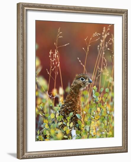 Willow Ptarmigan Amongst Tundra, Denali National Park, Alaska, USA-Hugh Rose-Framed Photographic Print