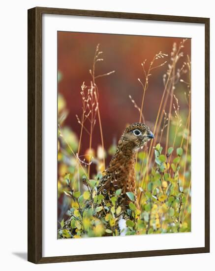 Willow Ptarmigan Amongst Tundra, Denali National Park, Alaska, USA-Hugh Rose-Framed Photographic Print