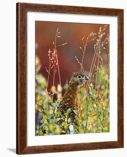 Willow Ptarmigan Amongst Tundra, Denali National Park, Alaska, USA-Hugh Rose-Framed Photographic Print