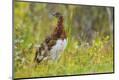 Premium Photographic Print