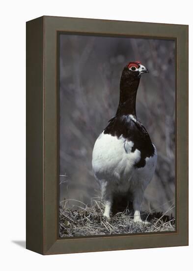 Willow Ptarmigan Bird, Denali National Park, Alaska, USA-Gerry Reynolds-Framed Premier Image Canvas