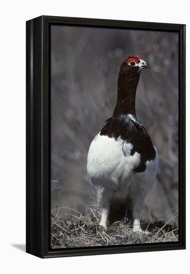 Willow Ptarmigan Bird, Denali National Park, Alaska, USA-Gerry Reynolds-Framed Premier Image Canvas