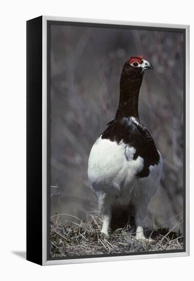 Willow Ptarmigan Bird, Denali National Park, Alaska, USA-Gerry Reynolds-Framed Premier Image Canvas