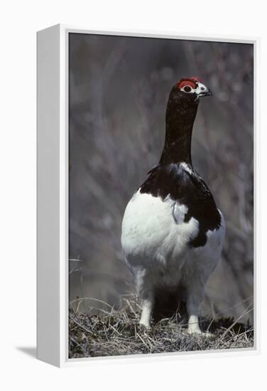 Willow Ptarmigan Bird, Denali National Park, Alaska, USA-Gerry Reynolds-Framed Premier Image Canvas