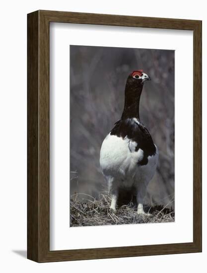 Willow Ptarmigan Bird, Denali National Park, Alaska, USA-Gerry Reynolds-Framed Photographic Print