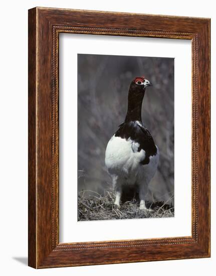 Willow Ptarmigan Bird, Denali National Park, Alaska, USA-Gerry Reynolds-Framed Photographic Print