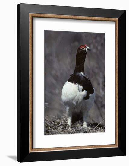 Willow Ptarmigan Bird, Denali National Park, Alaska, USA-Gerry Reynolds-Framed Photographic Print