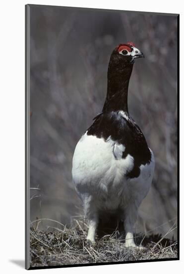 Willow Ptarmigan Bird, Denali National Park, Alaska, USA-Gerry Reynolds-Mounted Photographic Print