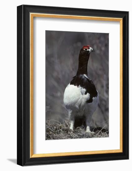 Willow Ptarmigan Bird, Denali National Park, Alaska, USA-Gerry Reynolds-Framed Photographic Print