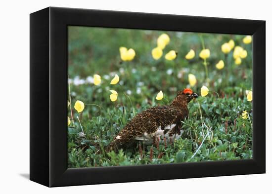 Willow Ptarmigan Bird in Poppy Field, Denali National Park and Preserve, Alaska, USA-Hugh Rose-Framed Premier Image Canvas