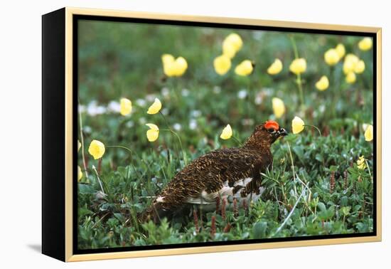 Willow Ptarmigan Bird in Poppy Field, Denali National Park and Preserve, Alaska, USA-Hugh Rose-Framed Premier Image Canvas