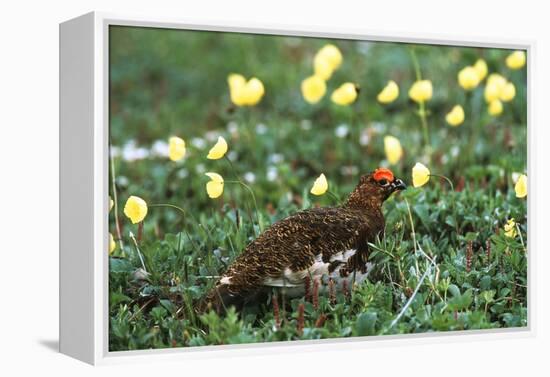 Willow Ptarmigan Bird in Poppy Field, Denali National Park and Preserve, Alaska, USA-Hugh Rose-Framed Premier Image Canvas