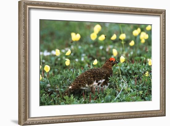 Willow Ptarmigan Bird in Poppy Field, Denali National Park and Preserve, Alaska, USA-Hugh Rose-Framed Photographic Print