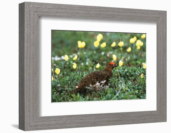 Willow Ptarmigan Bird in Poppy Field, Denali National Park and Preserve, Alaska, USA-Hugh Rose-Framed Photographic Print