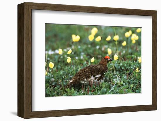 Willow Ptarmigan Bird in Poppy Field, Denali National Park and Preserve, Alaska, USA-Hugh Rose-Framed Photographic Print