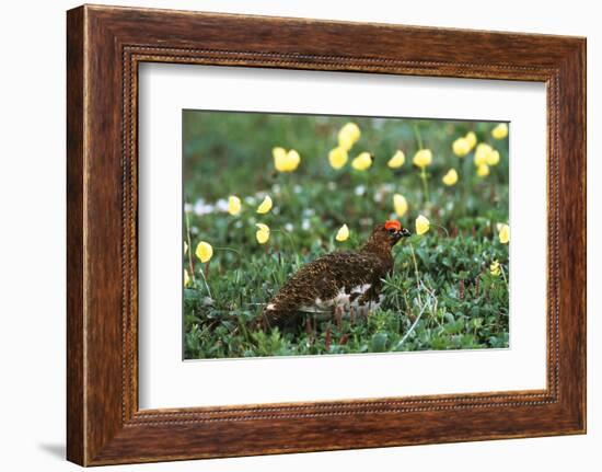 Willow Ptarmigan Bird in Poppy Field, Denali National Park and Preserve, Alaska, USA-Hugh Rose-Framed Photographic Print