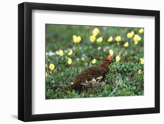 Willow Ptarmigan Bird in Poppy Field, Denali National Park and Preserve, Alaska, USA-Hugh Rose-Framed Photographic Print