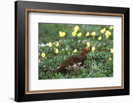 Willow Ptarmigan Bird in Poppy Field, Denali National Park and Preserve, Alaska, USA-Hugh Rose-Framed Photographic Print